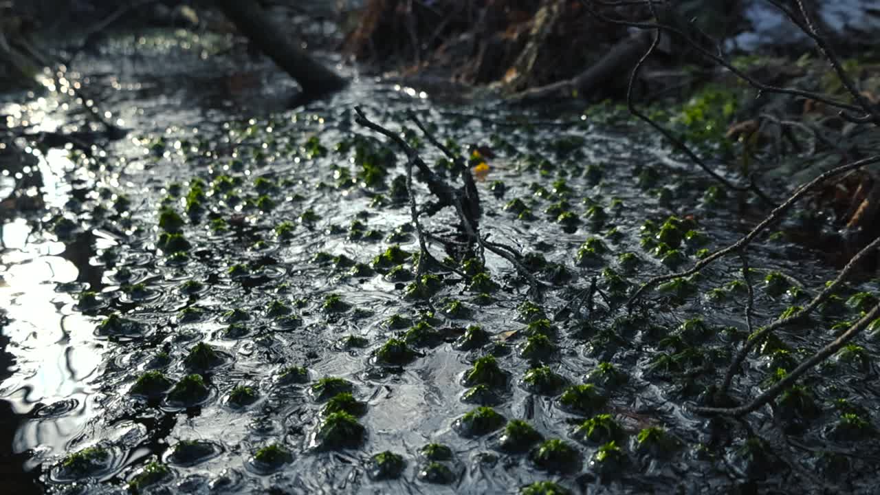Close up or close up footage gliding over frozen water in forest nature where green moss and twigs are frozen in during a sunny day at winter time. The ice is reflecting light and moss is green color.