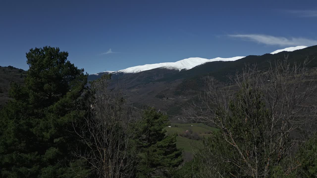Snowy peaks of the pyrenees mountains rise majestically above a verdant valley, coniferous and bare deciduous trees framing the scene under a vibrant blue sky