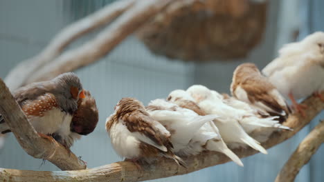 grupo de pájaros pinzones sentados y acicalándose en una percha de madera