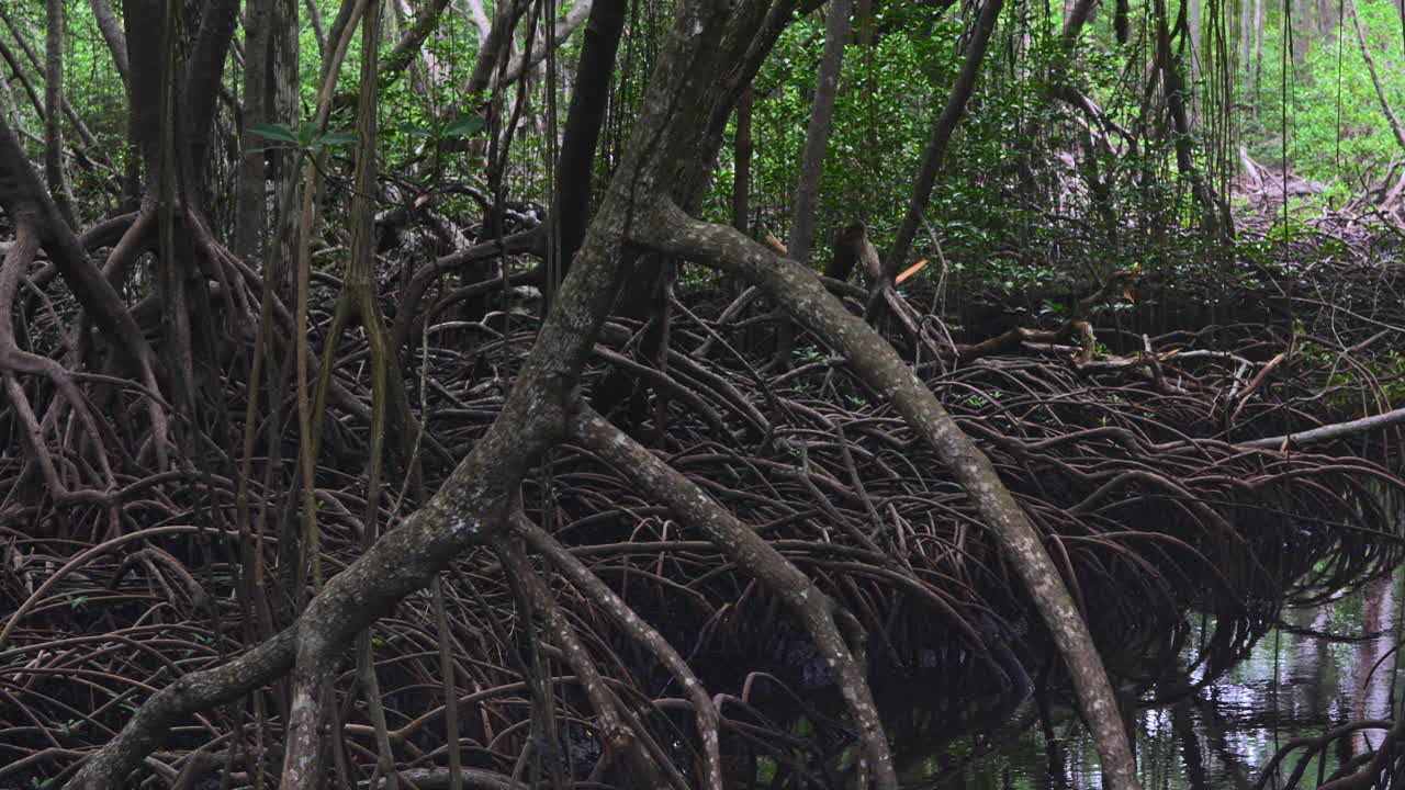 slowmotion shot of a vast mangrove forest in Punta Bruja, Panama at low tide
