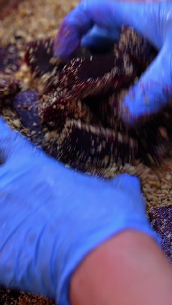 Hands in blue gloves cover little bars of marmalade in nuts. Purple jelly bars being mixed up with chopped walnut. Side close up. Vertical video