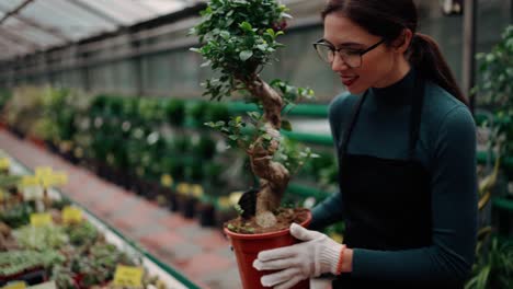 Young-female-florist-in-apron-walking-among-rows-of-flowers-in-greenhouse,-arranging-big-pot-with-decorative-tree