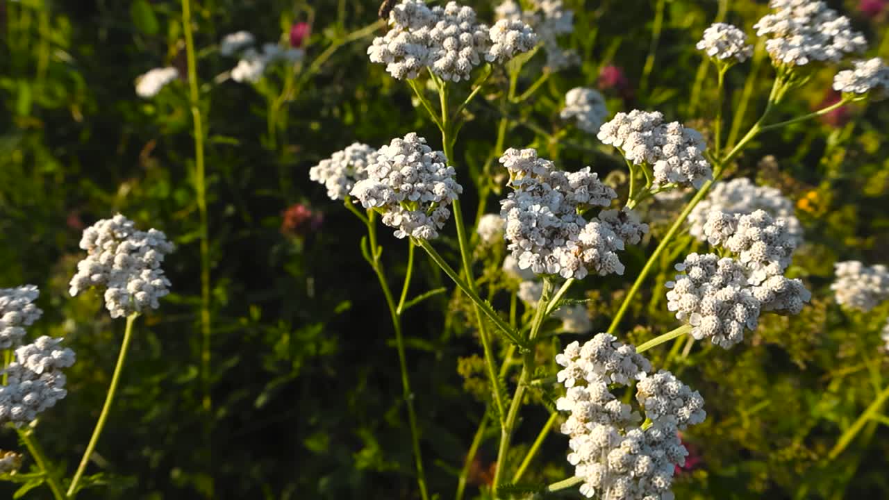 Closeup gliding moves over clusters of small white blossoms top of the green stem, yarrow flowers in focus. Dreamy colorful flowering summer meadow in warm sunlight blur into shallow depth of field
