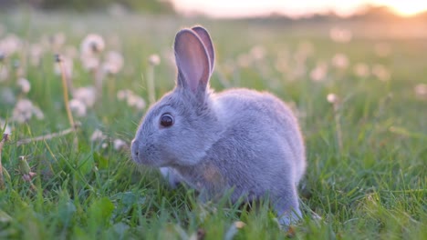 a small grey rabbit sitting in a grassy field with dandelions
