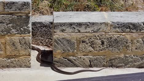 A-big-dugite-snake-slithering-back-into-the-slithering-along-the-pavement-back-into-the-sand-hills-at-Quinns-Rocks,-Western-Australia