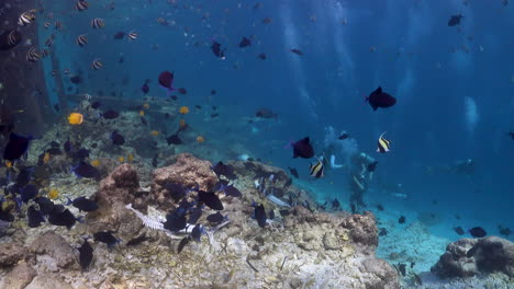 Eine-Große-Schule-Mit-Bunten-Fischen,-Die-In-Einem-Blauen-Meer-Schwimmen,-Mit-Einer-Gruppe-Von-Tauchern-Im-Hintergrund