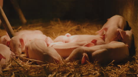 newborn piglets sleeping in a barn