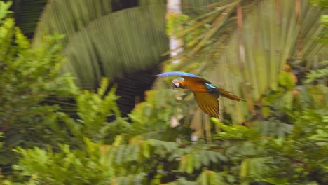 following a blue-and-yellow macaw flying and landing elegantly in the peruvian jungle in slow-motion