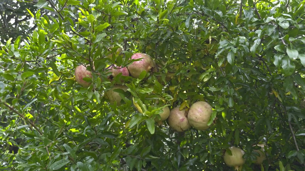 Diversi melograni rosso pallido e verdi crescono insieme tra foglie luminose baciate dal sole. Una scena naturale di frutteto che mostra abbondante frutta che matura sull'albero.