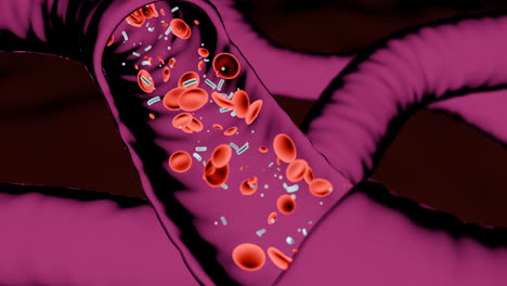 blood vessel and blood cell structure