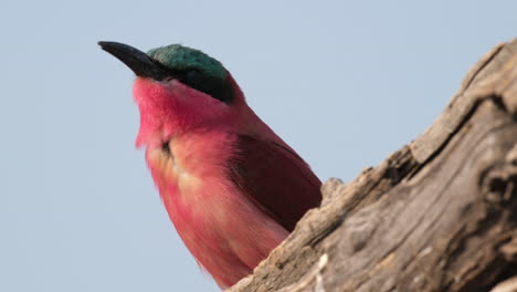 carmine bee-eater bird perching on a sunny forest