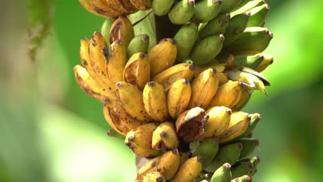 orange-bellied-flowerpecker-eating-banana-fruit