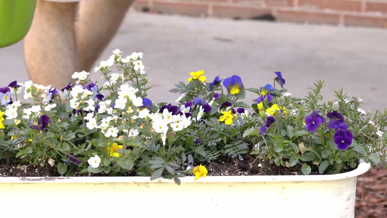 Innaffiare una varietà di fiori da giardino in un carretto dipinto