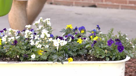 watering a variety of garden flowers in a painted wagon