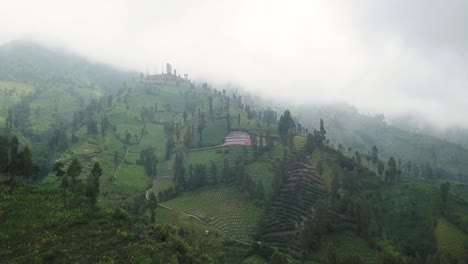 tiro de drone deslizante de plantación en la ladera de la montaña