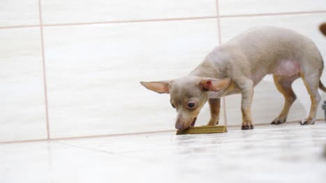 little cute dog eating food treats from ground