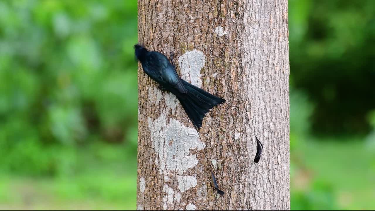 Il Drongo dalla racchetta maggiore è noto per la sua coda che assomiglia a una racchetta