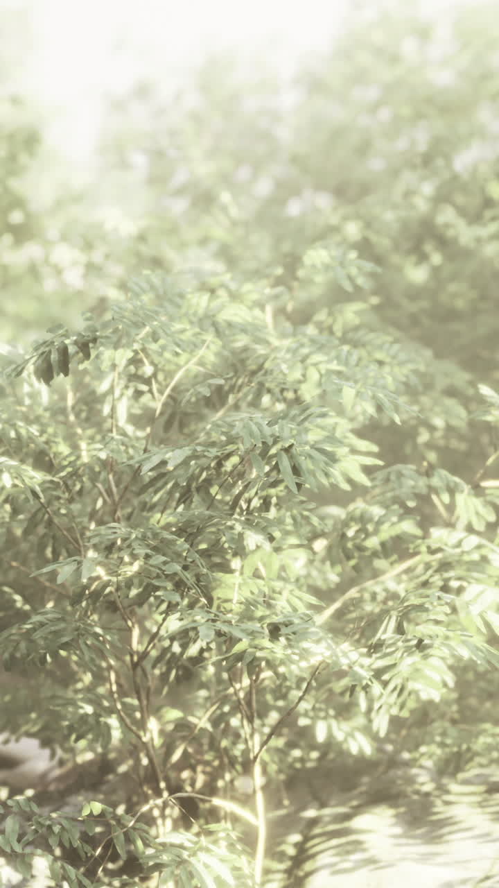 Lush greenery and soft sunlight in a serene forest setting during midday