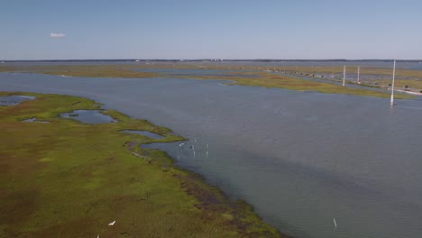 Aerial-dolly-above-seabirds-coasting-through-swampy-wetlands-in-Chincoteague-Island-Virginia,-slow-motion