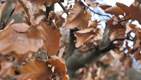 4k-Slow-Motion-Autumn-Leaves-At-The-KyffhÄuser-Monument,-Harz,-Germany