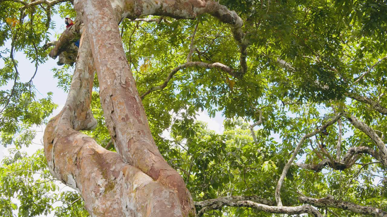 Stunning POV view of a Scarlet Macaw perched on a tree trunk taking off spreading its wings in Peru’s rain forest