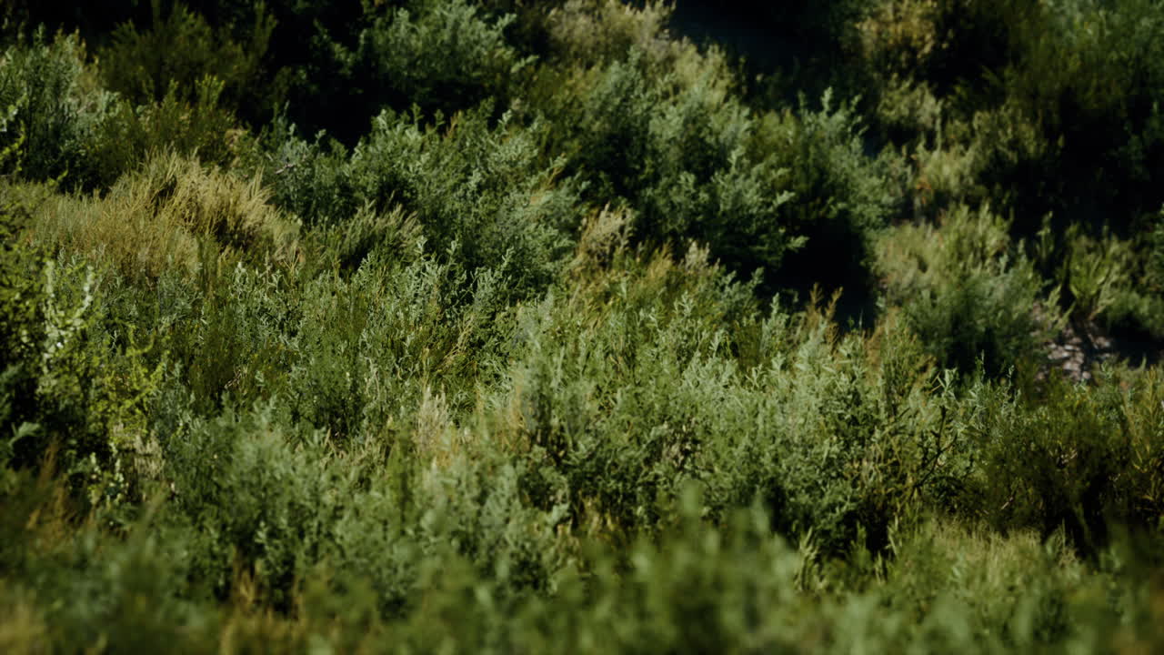 긴 풀이 있는 해변 모래 언덕