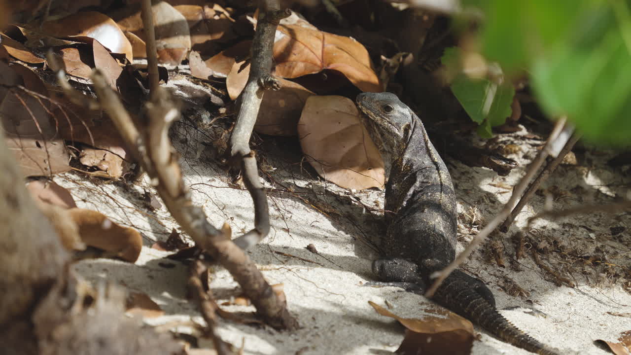 Iguana on Beach Sand Foliage
