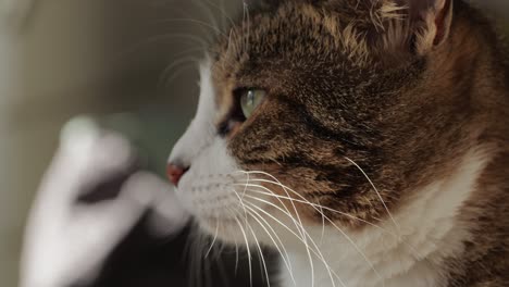 close-up of tricolor cat sitting and looking . kitty with yellow eyes. pet at home