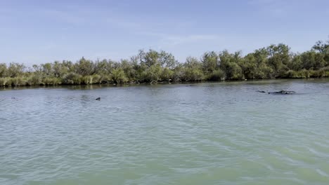 Naturschutzgebiet-In-Frankreich-Mit-Drohnenflug-über-Einen-Fluss