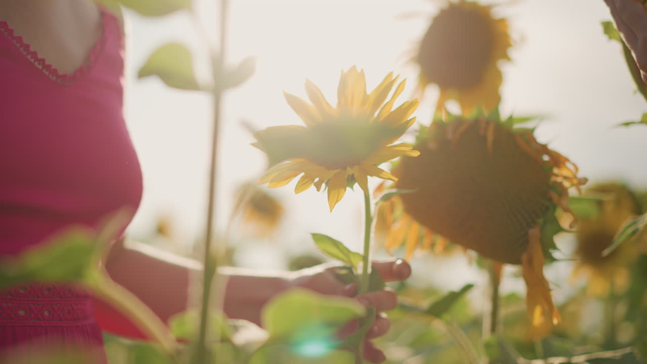 해바라기를 나누는 백인 아이가 있는 황금 시간대의 해바라기 밭, 부드러운 손길이 꽃 위에서 만나고, 따뜻한 역광, 부드러운 보케, 친밀한 교감, 목가적인 여름 분위기, 꽃잎과 줄기 클로즈업