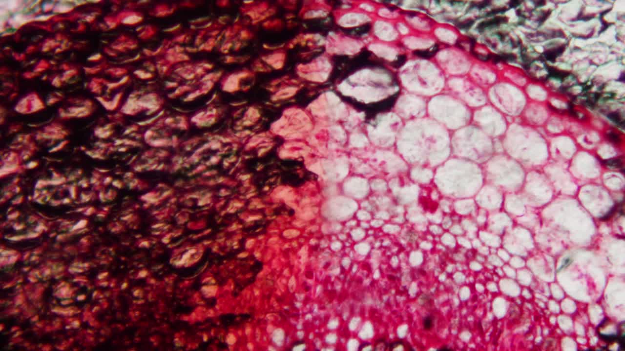 Abstract Microscopic View of Red Cellular Tissue