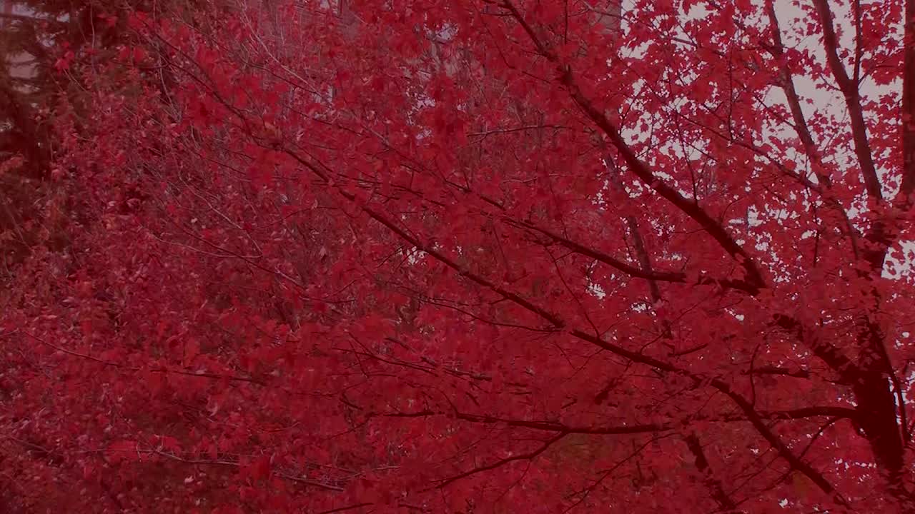 Fall colour leaves on tree in wind