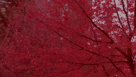 fall colour leaves on tree in wind