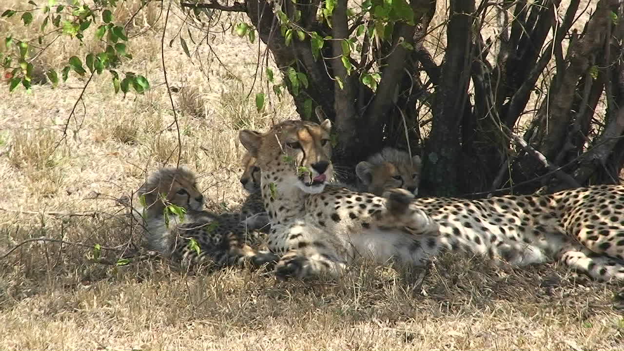 madre guepardo sentada y jugando con cachorros