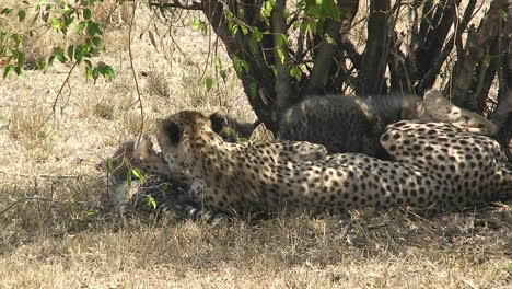 Cheetah-mother-sitting-and-playing-with-cubs