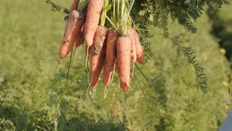 the farmer holds freshly picked carrots. harvesting concept. agribusiness.