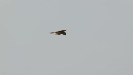 halcón volando alto en el aire, luego cayendo al suelo para atrapar a su presa