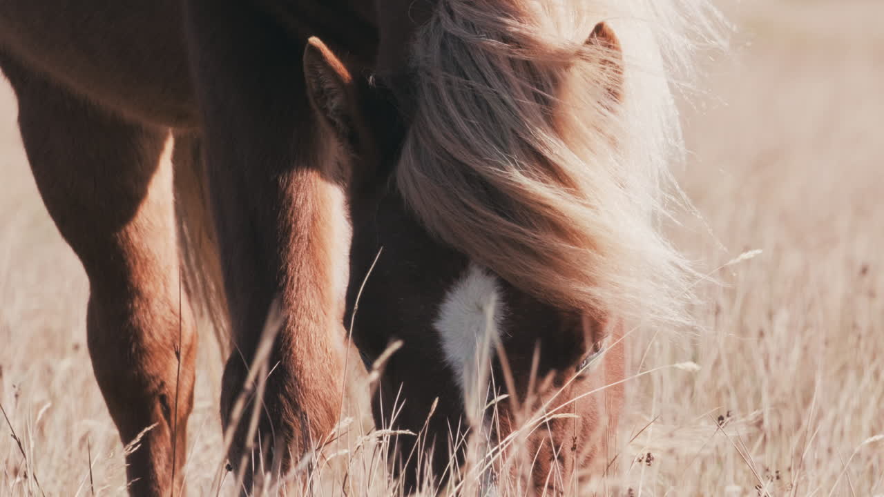 el caballo islandés pasta en un campo soleado, vista frontal en cámara lenta, brisa suave