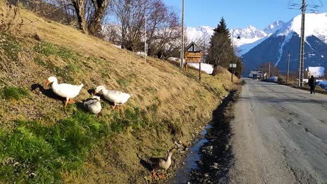 patos en la hierba cerca de la carretera en los alpes montañosos durante el invierno