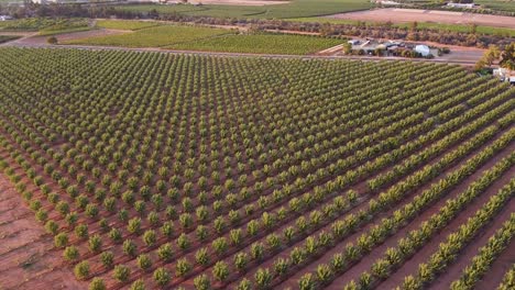 healthy grown vineyard grapes in riverland, winery area in south australia - drone shot