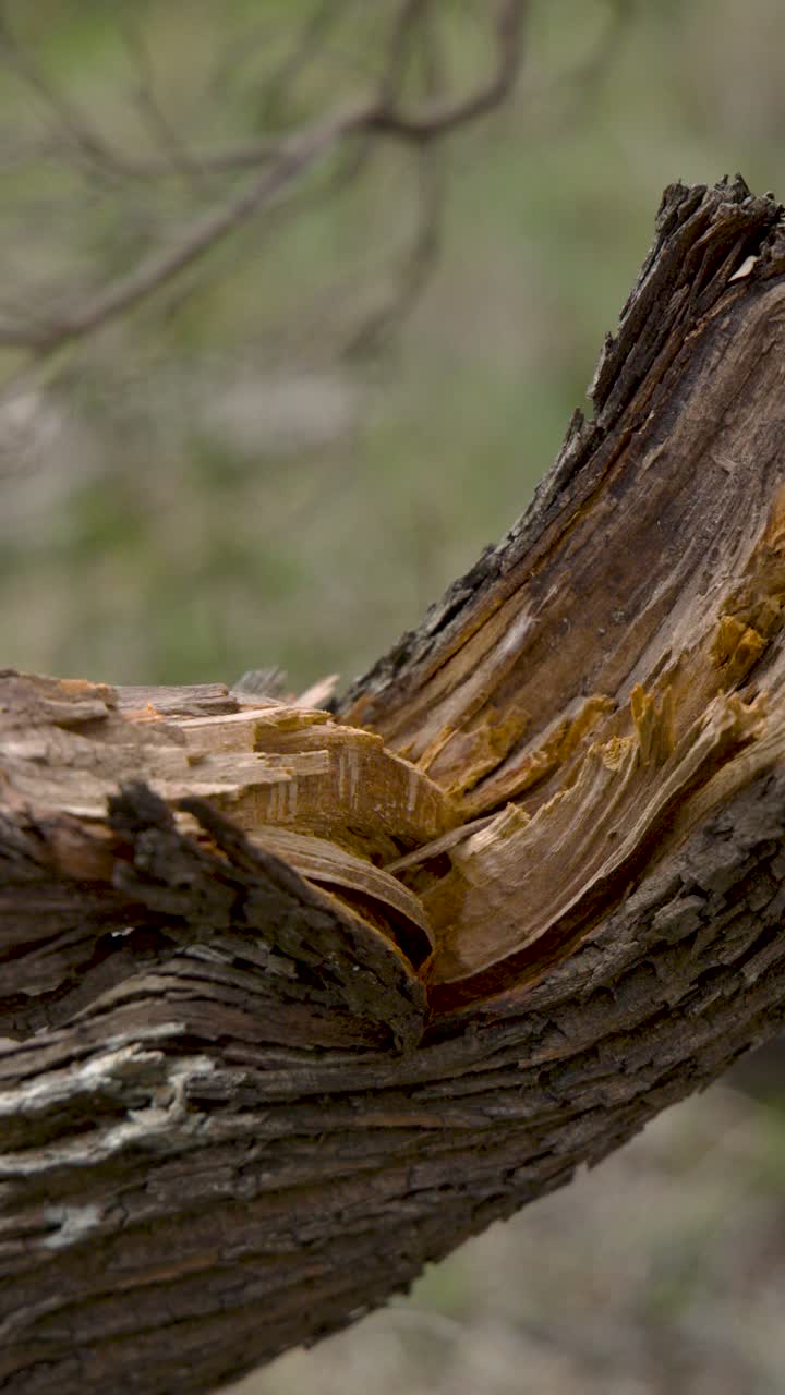 Primo piano di un ramo di albero del tè fratturato, profondità di campo ridotta, leggera panoramica della telecamera, luce naturale del giorno.