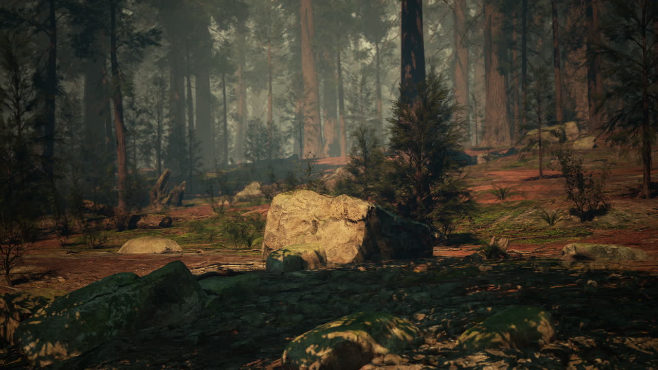 빛이 울창한 숲을 가로질러 필터링