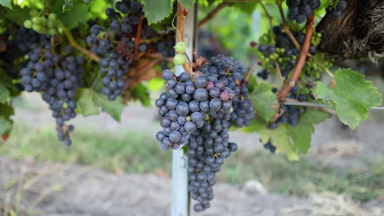 primer plano de racimos de uvas en el viñedo