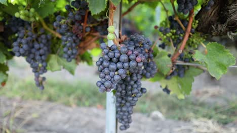 primer plano de racimos de uvas en el viñedo