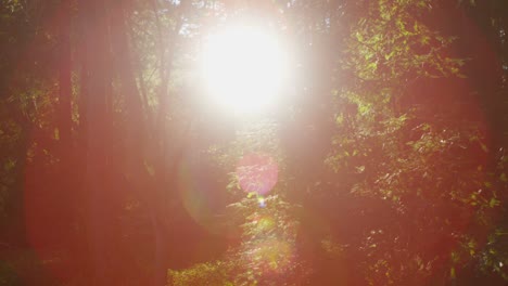 Die-Sonne-Filtert-Durch-Hohe-Bäume-In-Einem-Wald