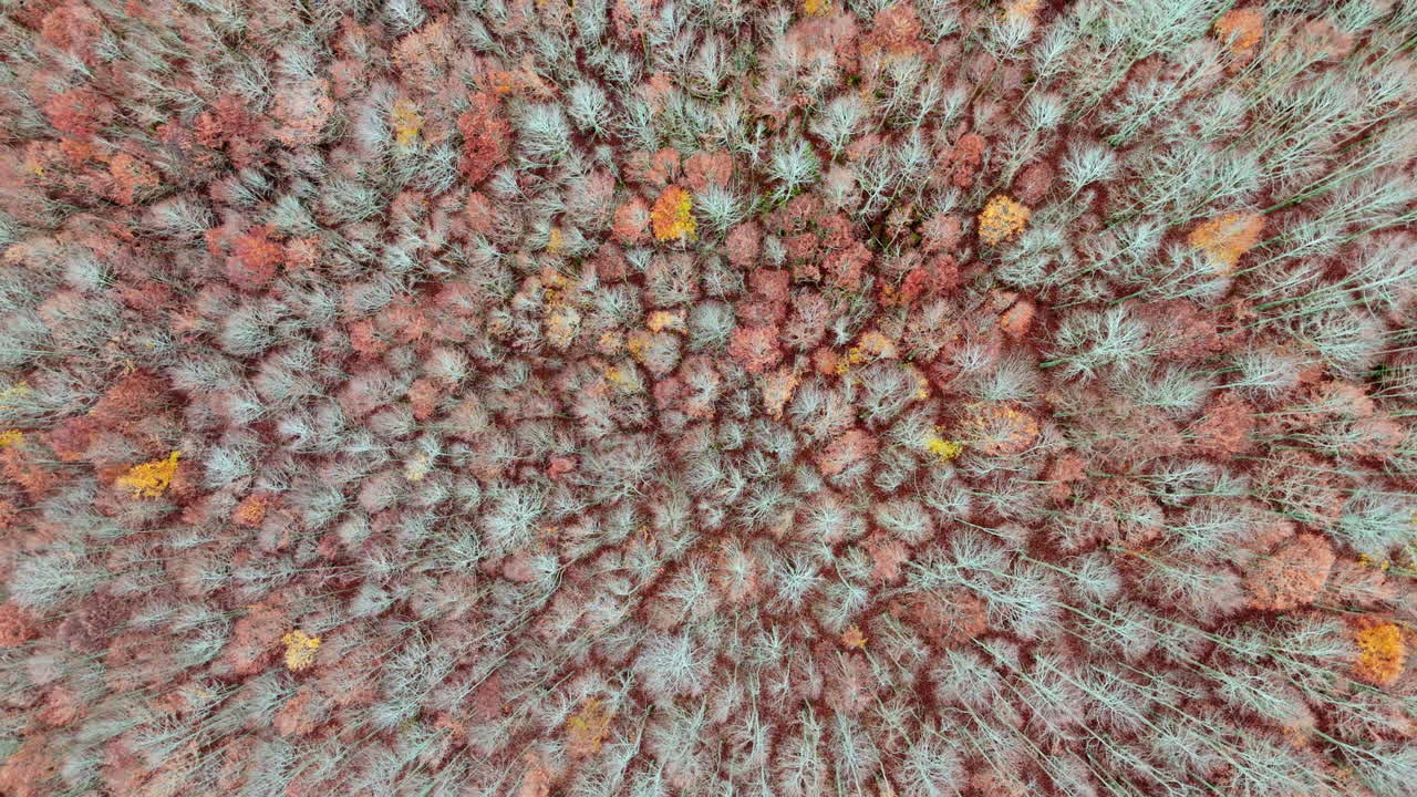 Aerial view of autumn forest with colorful leaves and bare trees