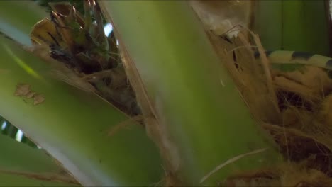 green iguana climbing up palm tree