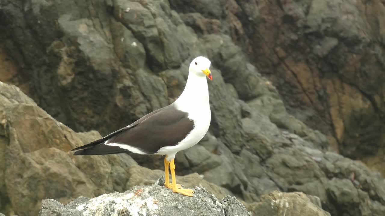 4k video of a species of bird called &amp;quot;Belcher's gull&amp;quot; found in the pacific coast of South America