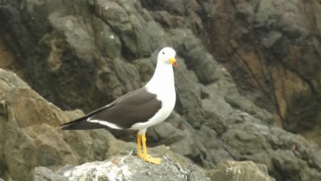 4K-Video-Einer-Vogelart-Namens-„Möwe“,-Die-An-Der-Pazifikküste-Südamerikas-Gefunden-Wurde