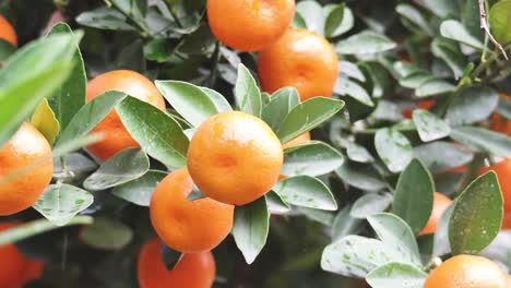 close-up of oranges growing on a tree